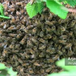 بچه درختی-swarm