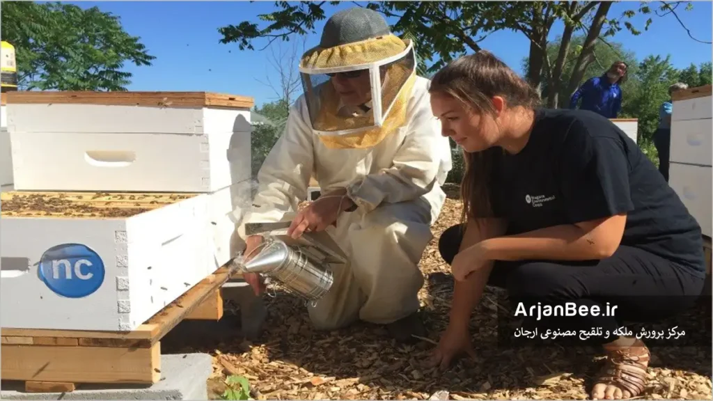 بازدید کندو