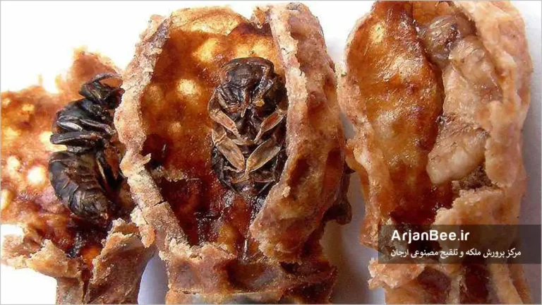 ویروس سیاه شدن سلول ملکه