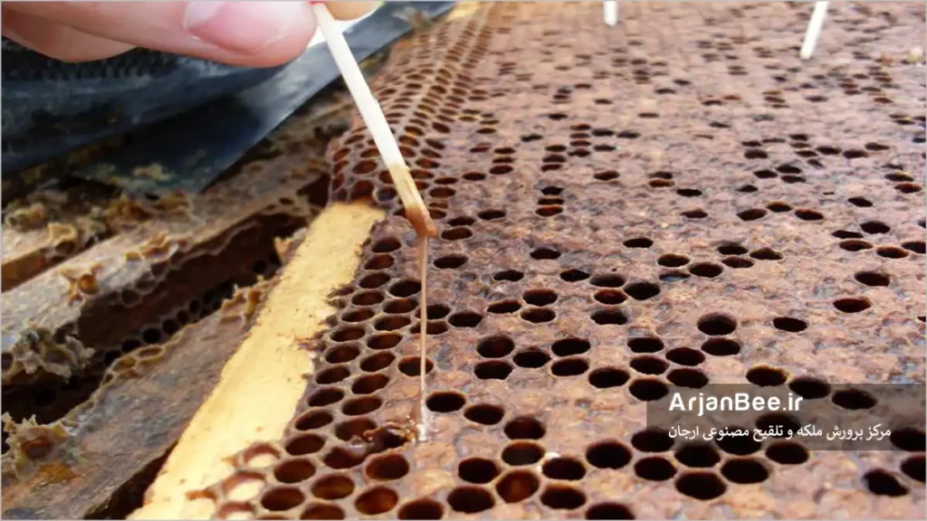 عفونت لوک امریکایی