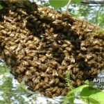 بچه دهی طبیعی کلنی زنبور عسل