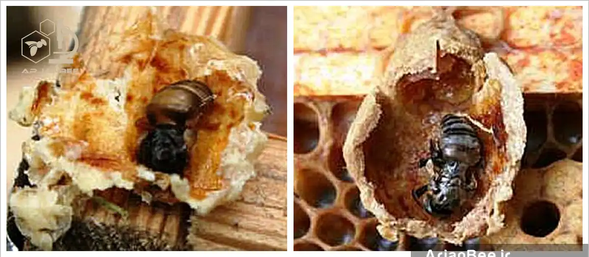 ویروس سیاه شدن سلول ملکه