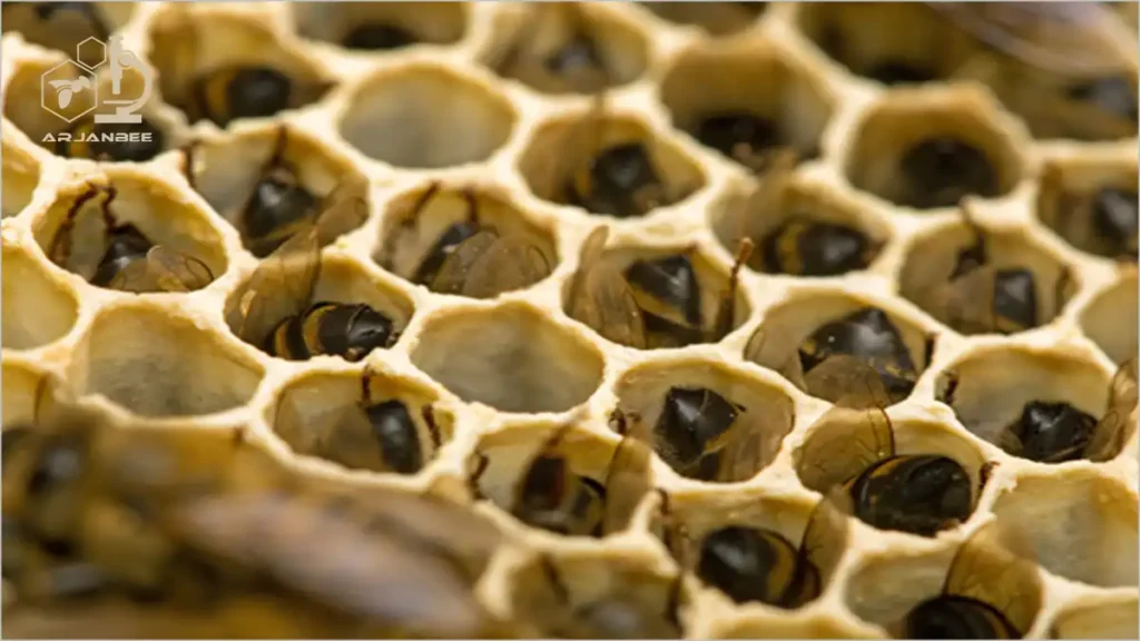 مرگ زنبورهای عسل بخاطر گرسنگی شدید