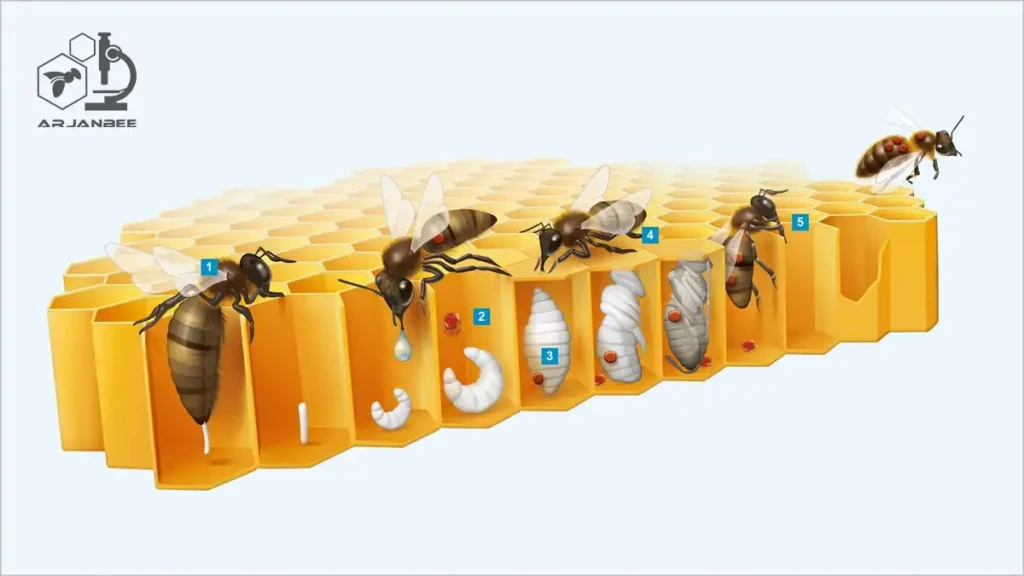 چرخه زندگی کنه واروآ