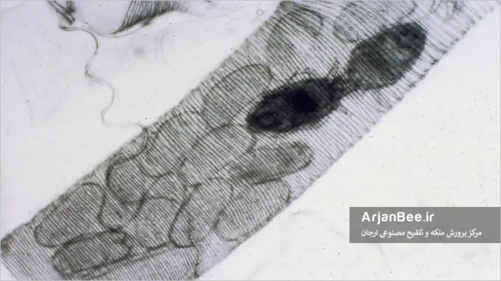 کنه تراشه آکاراپیس