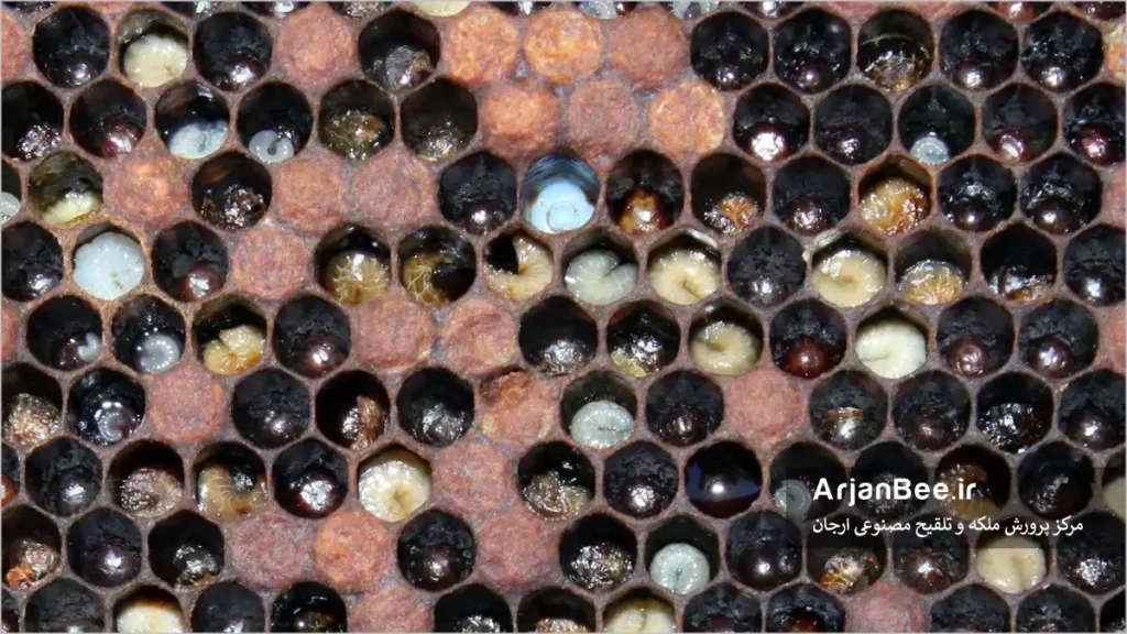 بیماری لوک اروپایی