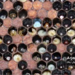 بیماری لوک اروپایی