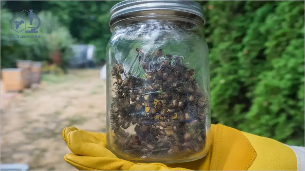  روش آمارگیری آلودگی کنه با شستشو در الکل