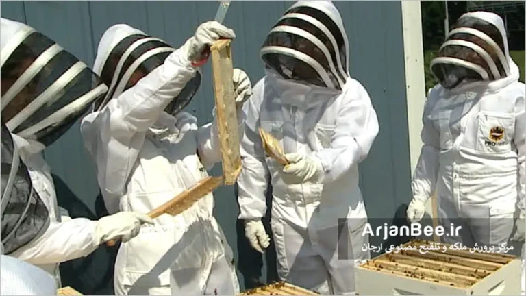 کار تحقیقی برای زنبور عسل