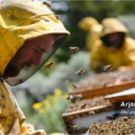 مدیریت زنبورداری