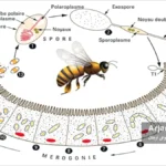نوزما قاتل خاموش زنبور عسل