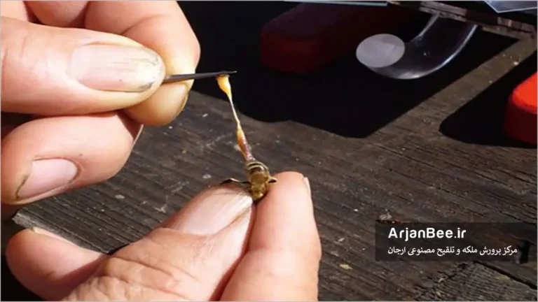 تست عفونت نوما در زنبور عسل