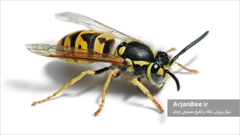 زنبور زرد (Vespula)