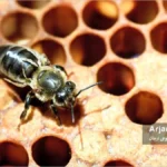 آشنایی با ویروس تغییر شکل دهنده بال زنبورهای عسل 2 ویروس دفرمه شدن بال های زنبور عسلDeformed Wing Virus