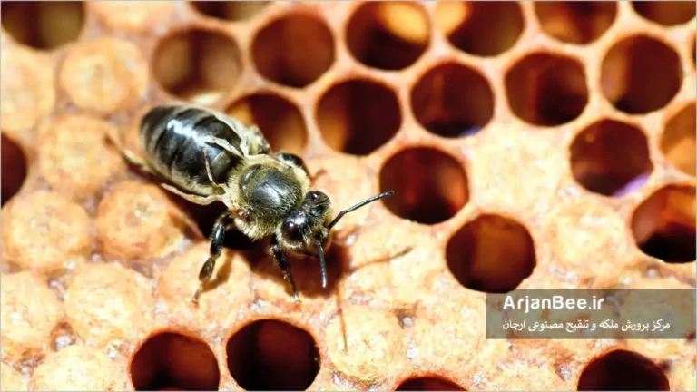 ویروس دفرمه شدن بال های زنبور عسلDeformed Wing Virus