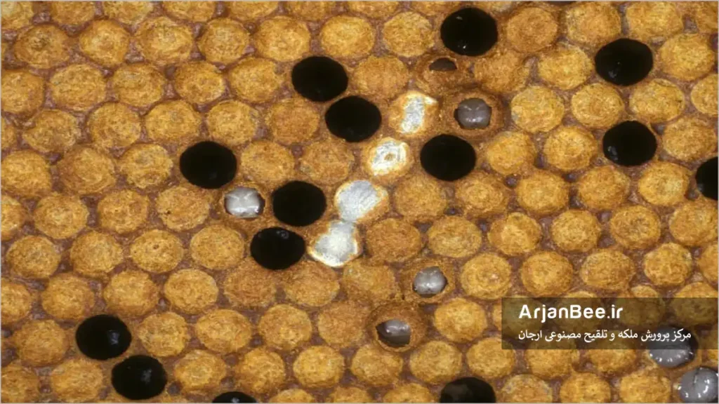 تاسی لاروها سر بسته زنبور عسل