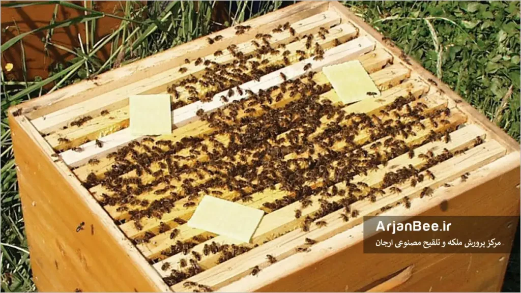 استفاده از تیمول برای کنترل کنه واروآ