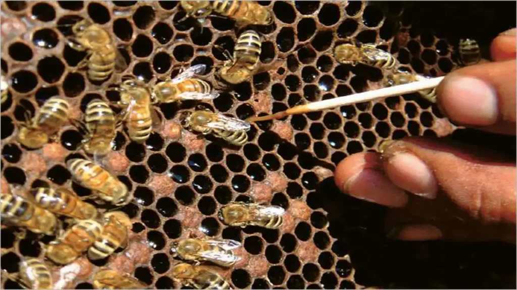 راهنمای جامع مدیریت بیماری لارو کیسه ای زنبور عسل 8 بیماری لوک امریکایی