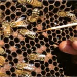 بیماری لوک امریکایی