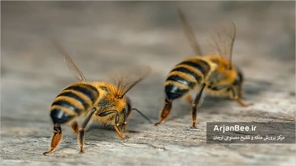 رفتار تهویه "fanning " زنبور عسل