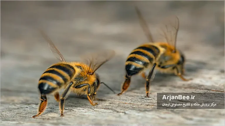 رفتار تهویه "fanning " زنبور عسل