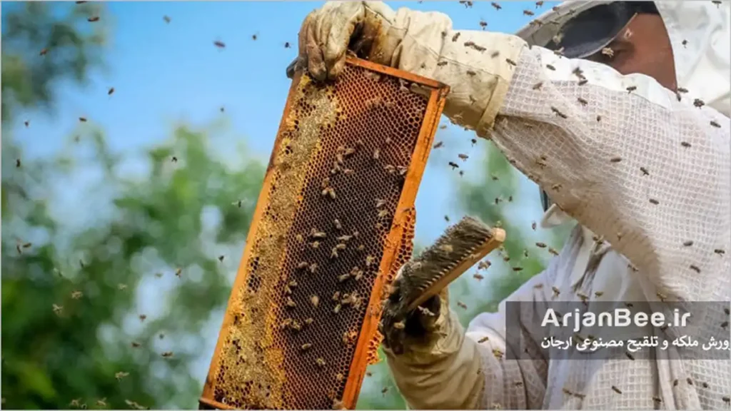 بررسی کلنی زنبورعسل