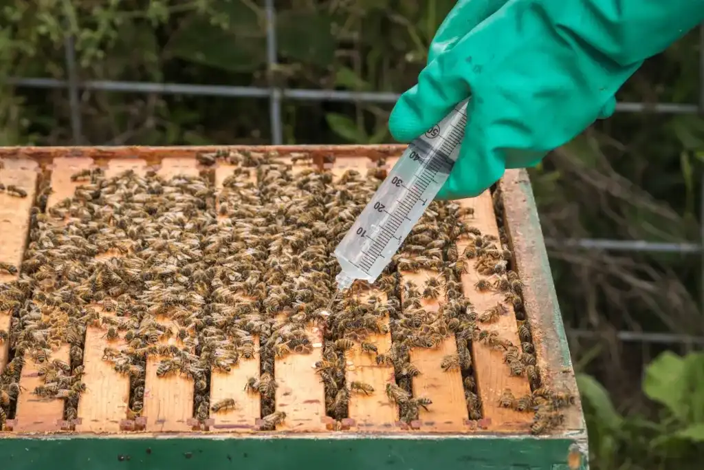 استفاده از اسید اگزالیک در كنترل كنه واروآ 8 روش چكاندن یا قطره ای اسید اگزالیک