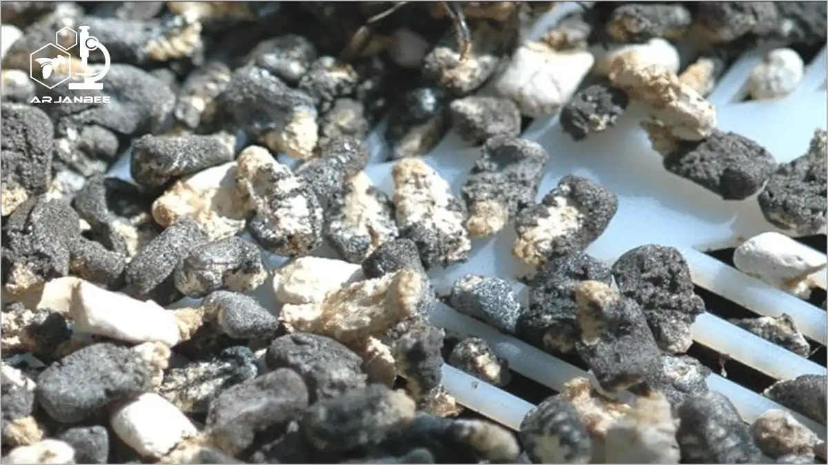 بیماری لارو گچی زنبور عسل