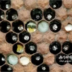 بیماری لارو گچی زنبور عسل "Chalkbrood"