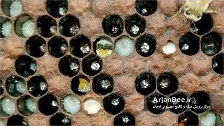 بیماری لارو گچی زنبور عسل "Chalkbrood"