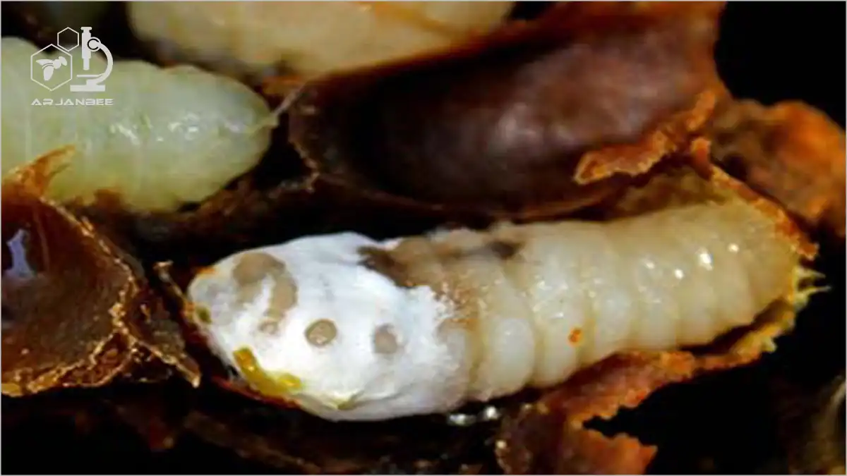 بیماری لارو گچ در کلنی زنبور عسل