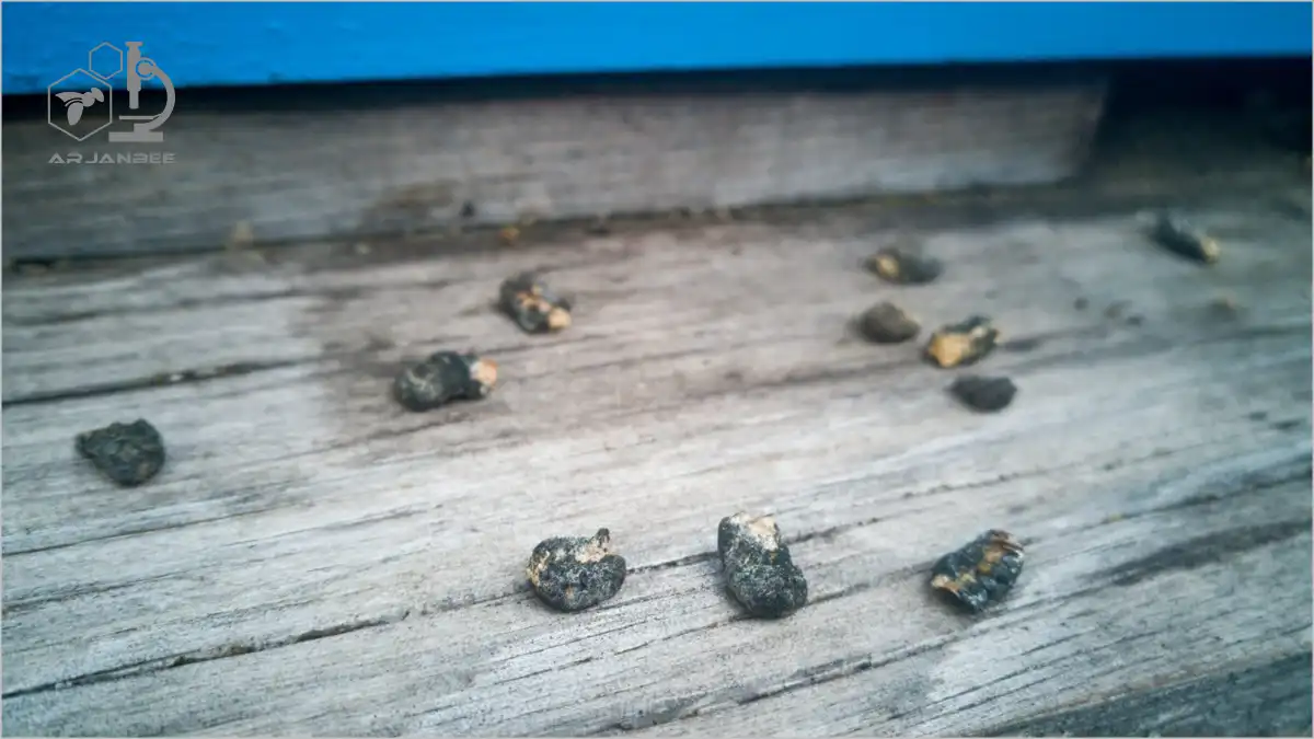 بیماری لارو گچی زنبور عسل