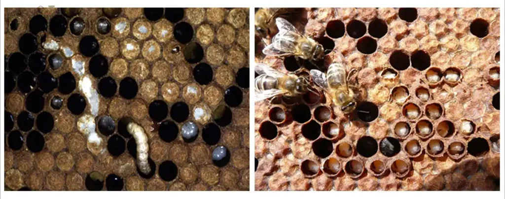 صحنه ای از حضور لارو بید موم خوار و تخریب و آسیبی که به کلنی وارد می سازد