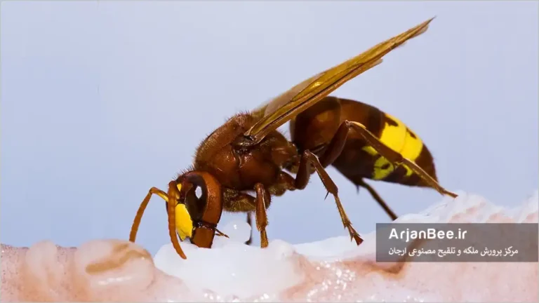 زنبور قرمز یا زنبور خرمایی