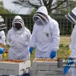 ملکه زنبور عسل و عفونت های ویروسی 4 زنبورداران محقق