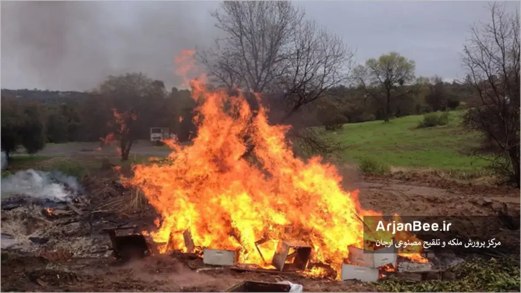 آتش زدن کندوهای الوده به بیماری لوک امریکایی