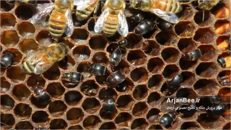 سوسک کوچک کندو Aethina tumida (SHB)