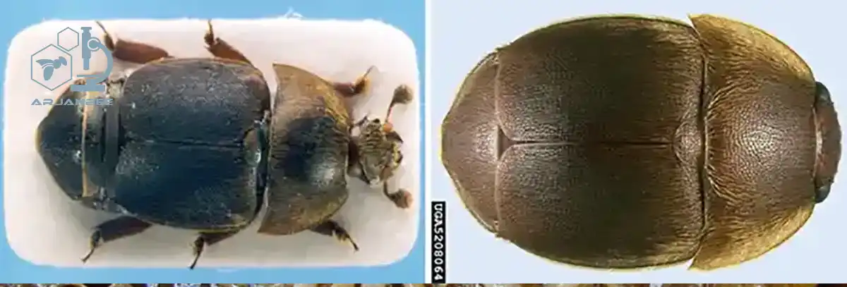 سوسک کوچک کندو Aethina tumida (SHB)