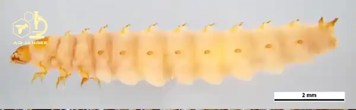 لارو سوسک کوچک کندو Aethina tumida (SHB)