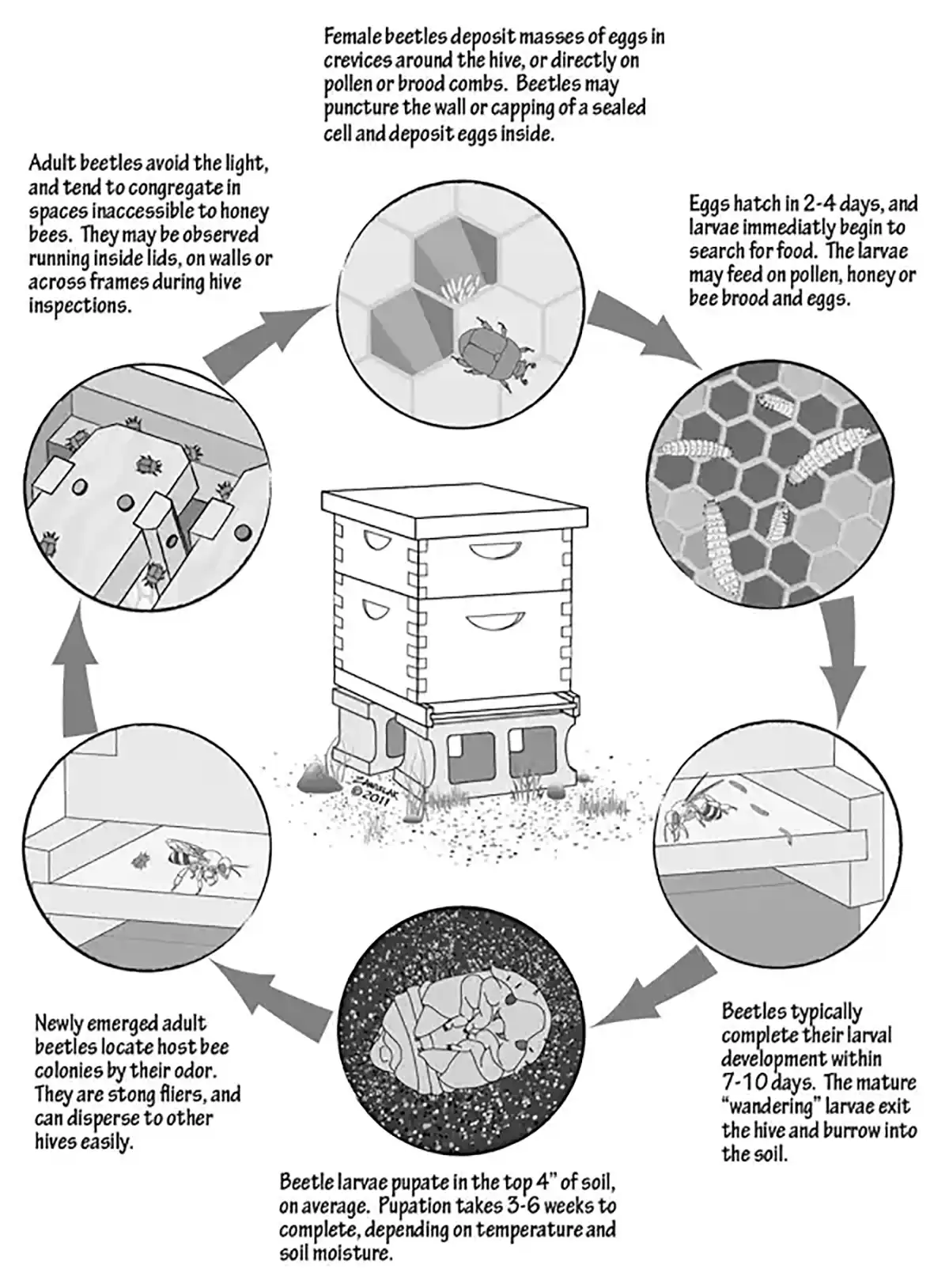 چرخه زندگی سوسک کوچک کندو Aethina tumida (SHB)