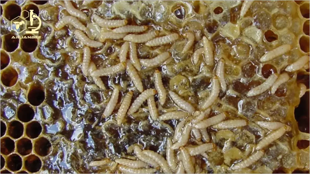 لاروهای سوسک کوچک کندو Aethina tumida (SHB)