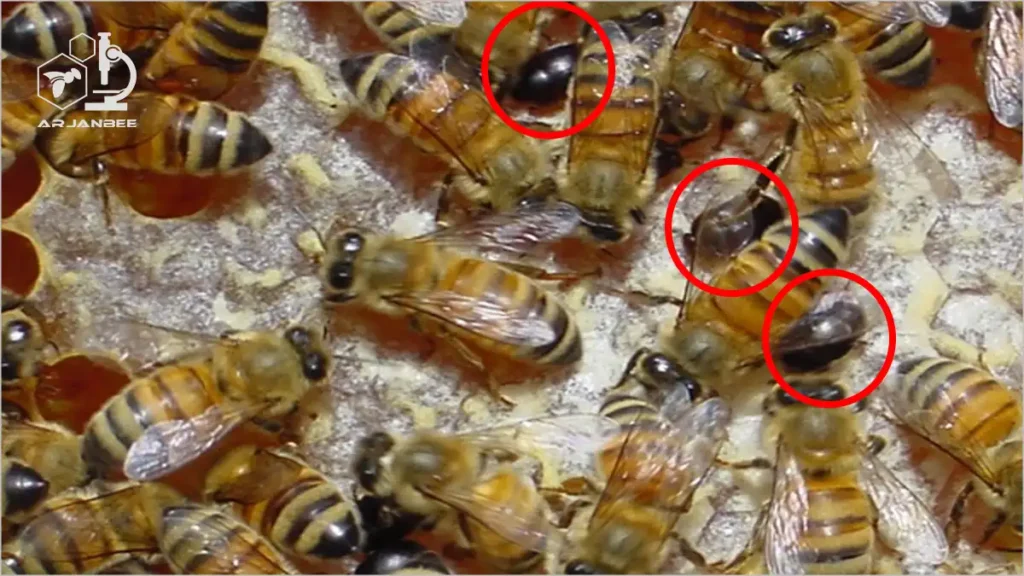 سوسک کوچک کندو در کنار زنبور عسل