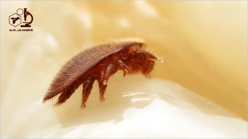 کنه واروآ روی بدن لارو زنبور عسل