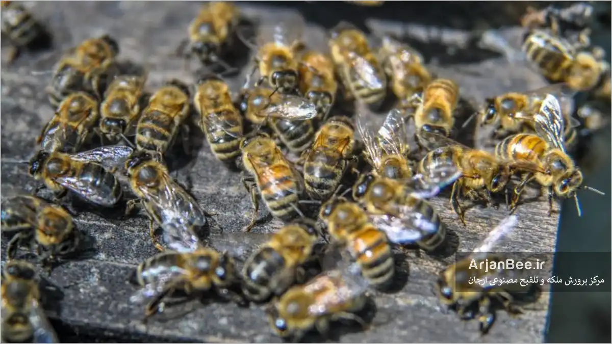  پیشگیری و کنترل اسهال در زنبورهای عسل