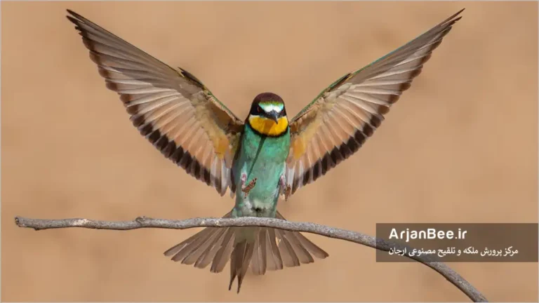 پرنده زنبور خوار سبزقبا