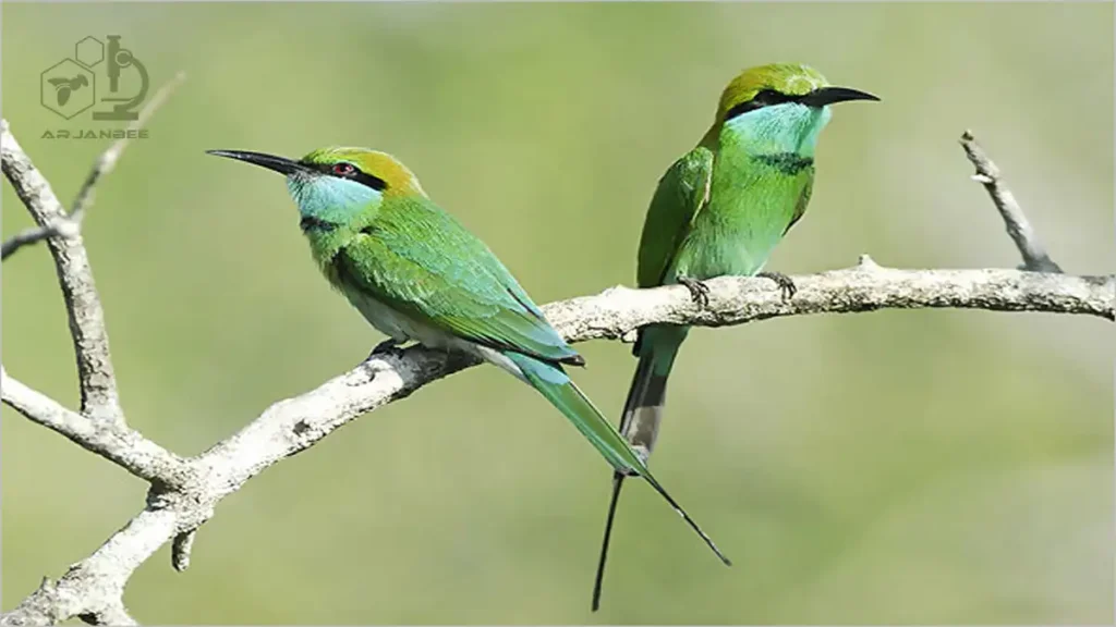 زنبور خوار کوچک Merops Orientalis