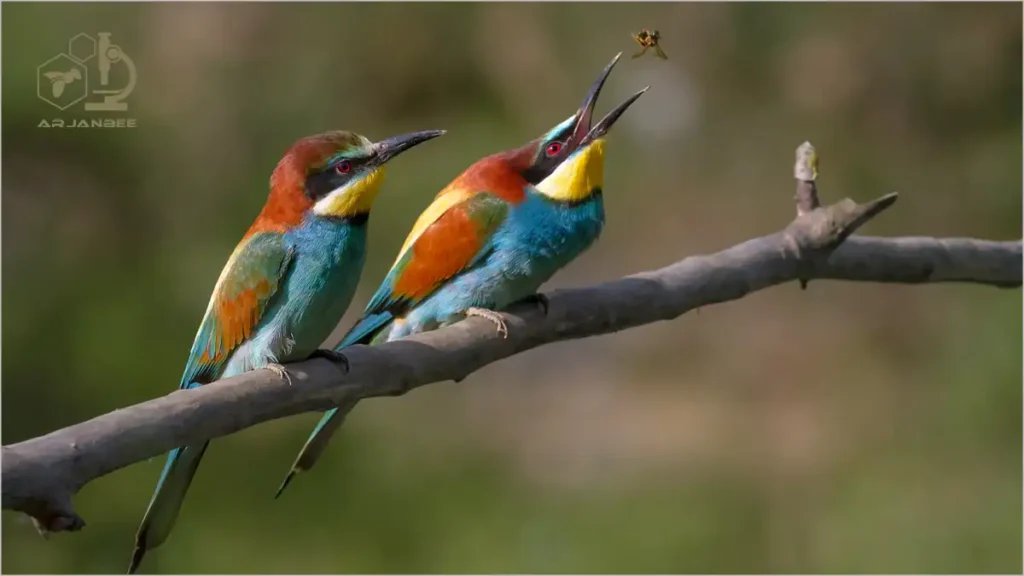 زنبور خوار معمولی Merops Apiaster