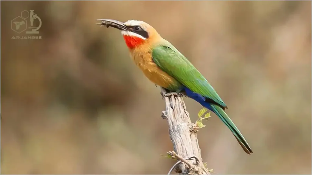 زنبور خوار گلو خرمایی Merops Supercilliosus