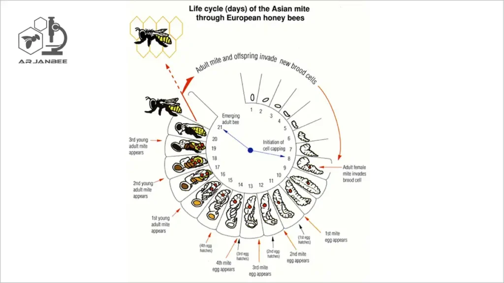 تشخیص و درمان کنه تروپیلاالاپس زنبور عسل 7 خه زندگی کنه Tropilaelaps بر روی زنبور عسل اروپایی