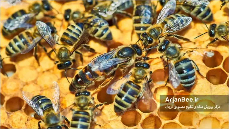 ملکه و کلنی زنبور عسل